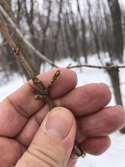 Acer platanoides
