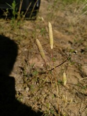Phleum arenarium