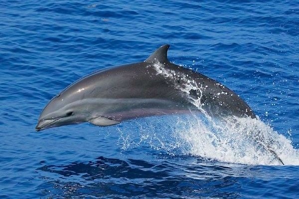 Fraser's Dolphin