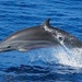 Fraser's Dolphin - Photo (c) aleyna_rod, some rights reserved (CC BY-NC)