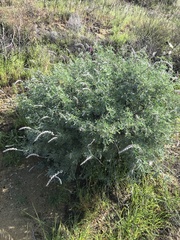 Lupinus paynei