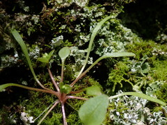 Claytonia parviflora