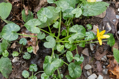Caltha palustris