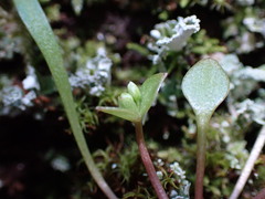 Claytonia parviflora