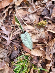 Erythronium umbilicatum