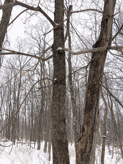 Acer platanoides