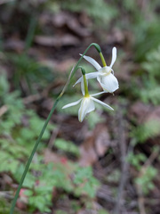 Narcissus triandrus