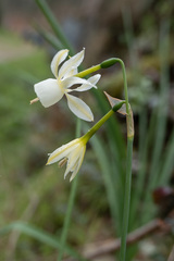 Narcissus triandrus