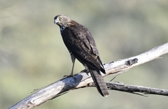 Accipiter fasciatus