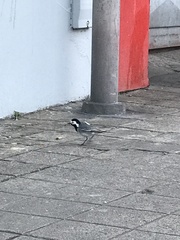 Motacilla alba