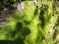 Stereodon subimponens