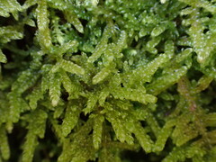 Stereodon subimponens