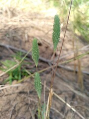 Phleum arenarium