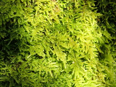 Stereodon subimponens