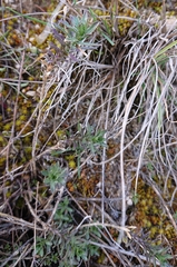 Jasione