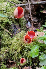 Sarcoscypha coccinea