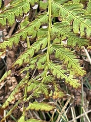 Dryopteris cristata