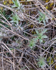 Jasione