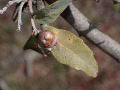 Andricus reticulatus