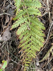 Dryopteris cristata