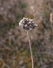 Jasione
