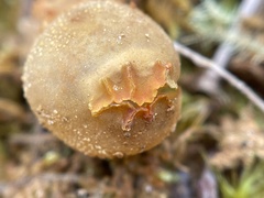 Calostoma ravenelii