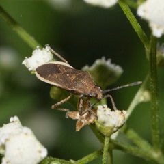 Catorhintha apicalis