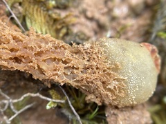 Calostoma ravenelii