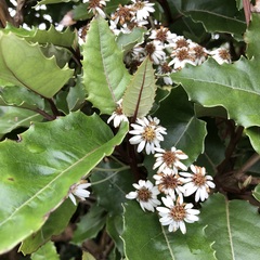 Olearia ilicifolia