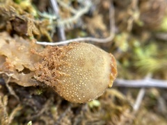 Calostoma ravenelii