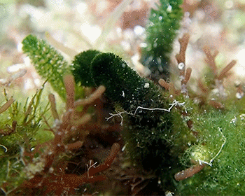 Photo of Worm alga (Dasycladus vermicularis)