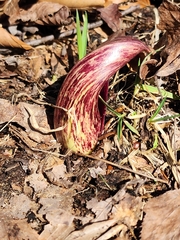 Symplocarpus foetidus