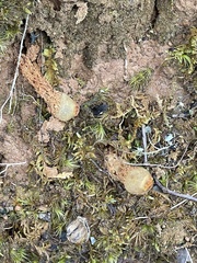Calostoma ravenelii