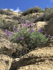 Lupinus paynei