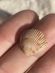 Dinocardium robustum