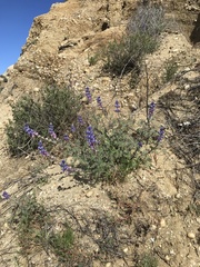 Lupinus sparsiflorus