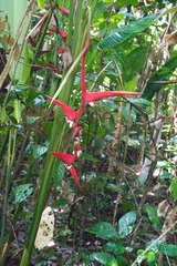 Heliconia pendula