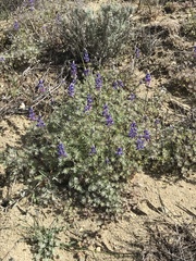 Lupinus sparsiflorus