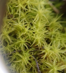 Tortella squarrosa