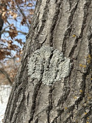 Punctelia bolliana
