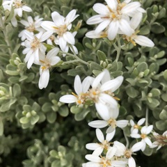 Olearia moschata