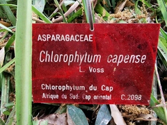 Chlorophytum capense