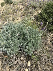 Lupinus paynei