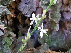 Chlorophytum capense
