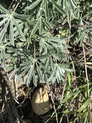 Lupinus paynei