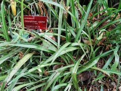 Chlorophytum capense