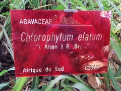 Chlorophytum capense