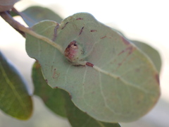 Andricus reticulatus