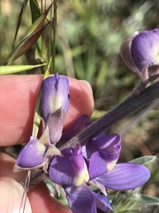 Lupinus paynei