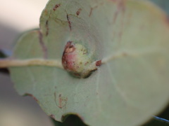Andricus reticulatus